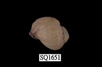 藏品(紫口珊瑚螺)的圖片